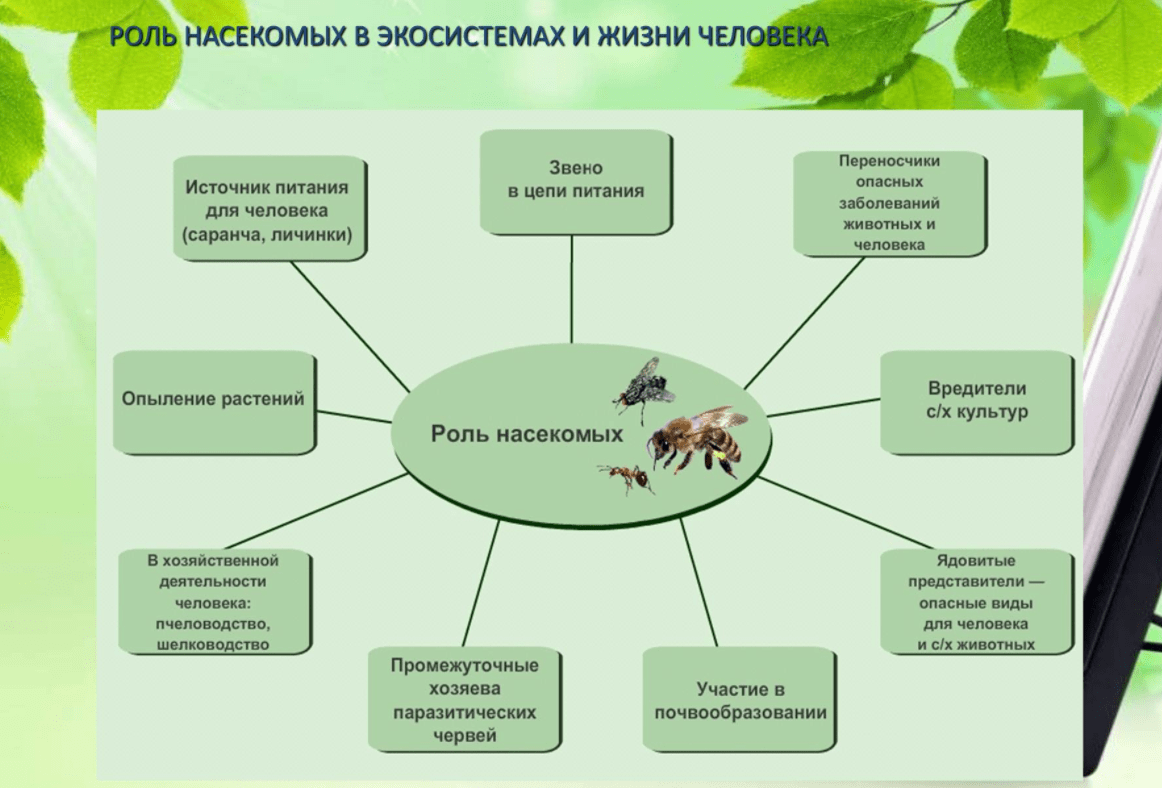 Роль экосистемы в жизни человека. Роль насекомых в экосистемах. Роль насекомых в экосистемах и жизни человека. Экологическая ролт насекомых. Значение класса насекомых.