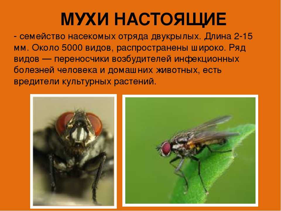 Где живут мухи. Отряд Двукрылые. Семейство мухи. Муха комнатная. Отряд насекомых Двукрылые представители. Муха общая характеристика. Семейство мухи характеристика.