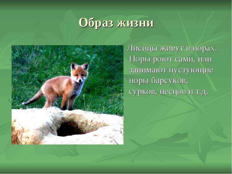 Лисица обыкновенная – хищное животное. описание и фото лисицы