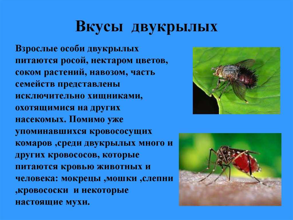 Питание насекомых. Отряд Двукрылые питание. Питание двукрылых насекомых. Чем питаются Двукрылые. Отряд Двукрылые общая характеристика.