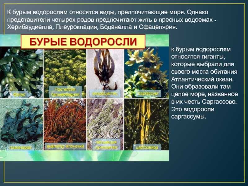 Какие организмы относят к бурым водорослям. Разновидности водорослей. К отделу бурых водорослей относится. К бурым водорослям относятся. Бурые водоросли представители.