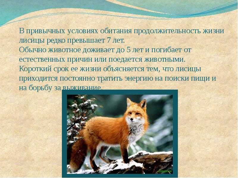 Лисица - собачьи | некоммерческий учебно-познавательный интернет-портал зоогалактика