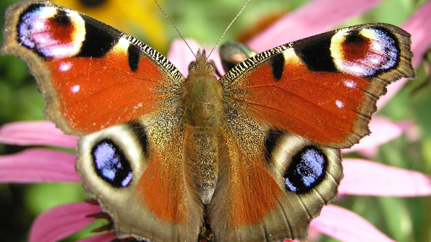 Жизненный цикл бражника и способы разведения бабочек дома
