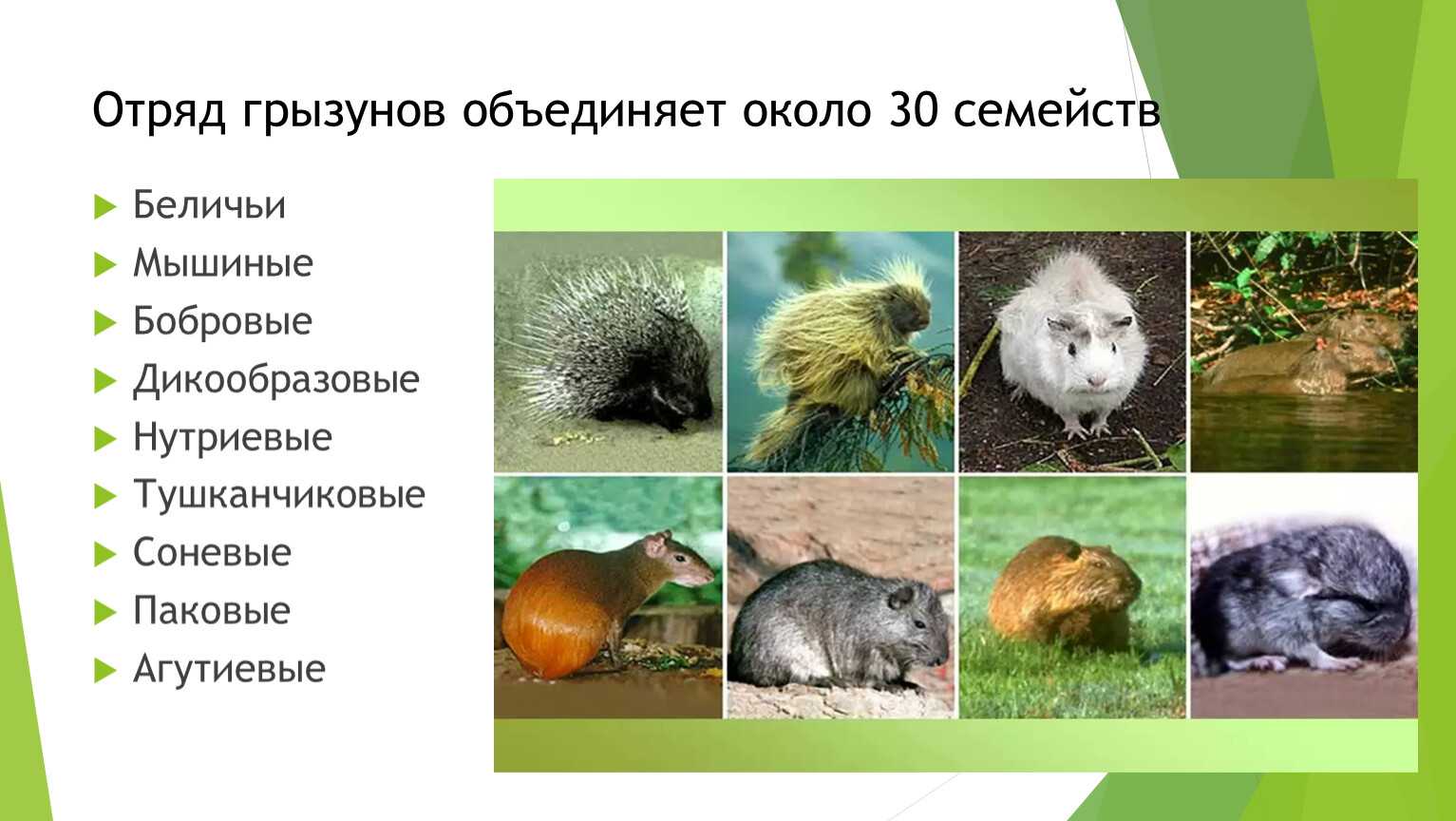 Грызуны