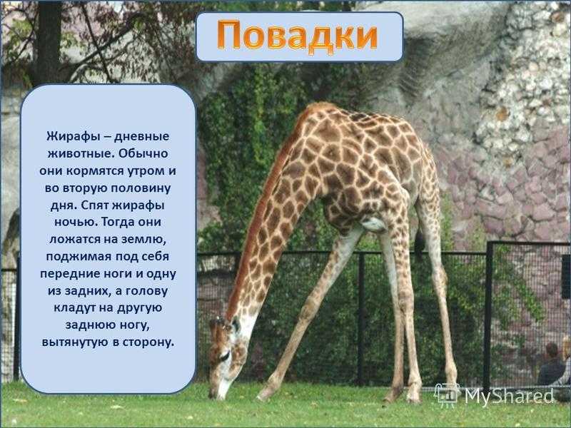 Описание и характеристика жирафа: где водится, питание и разновидности жирафовых, рост и вес