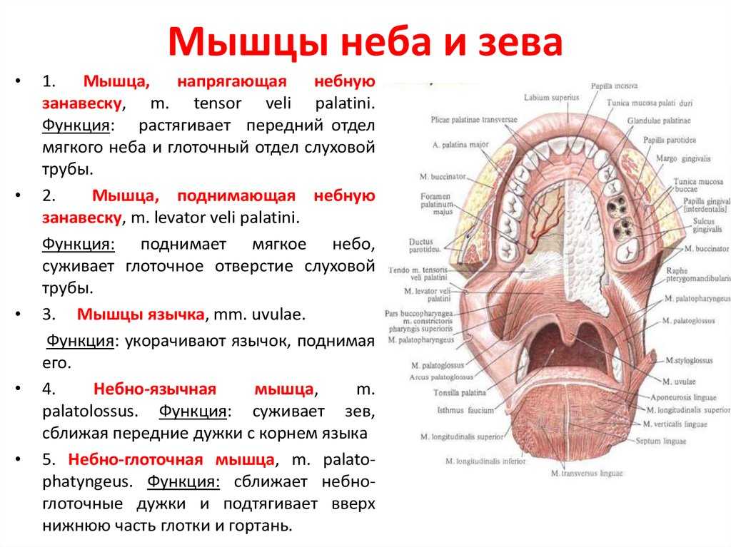 Диагностика заболеваний по языку: грибковые и бактериальные инфекции, обезвоживание, диабет и др. патологии
