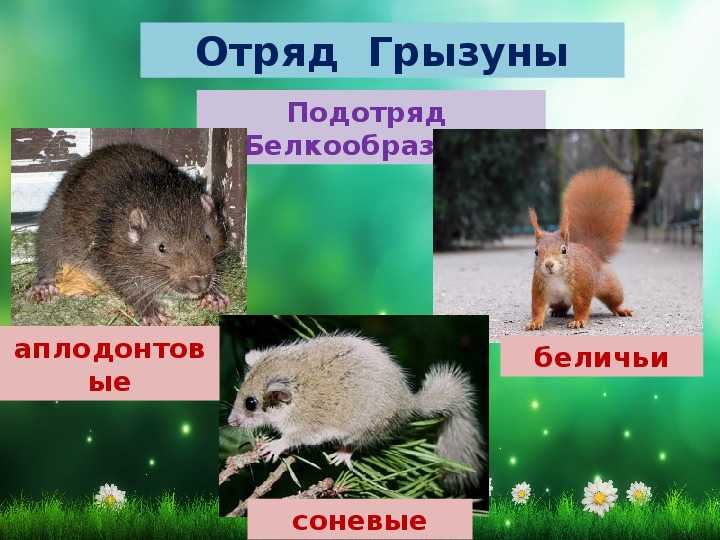 Виды грызунов. бобер. белка. морская свинка. тушканчик. мышь и крыса :: syl.ru