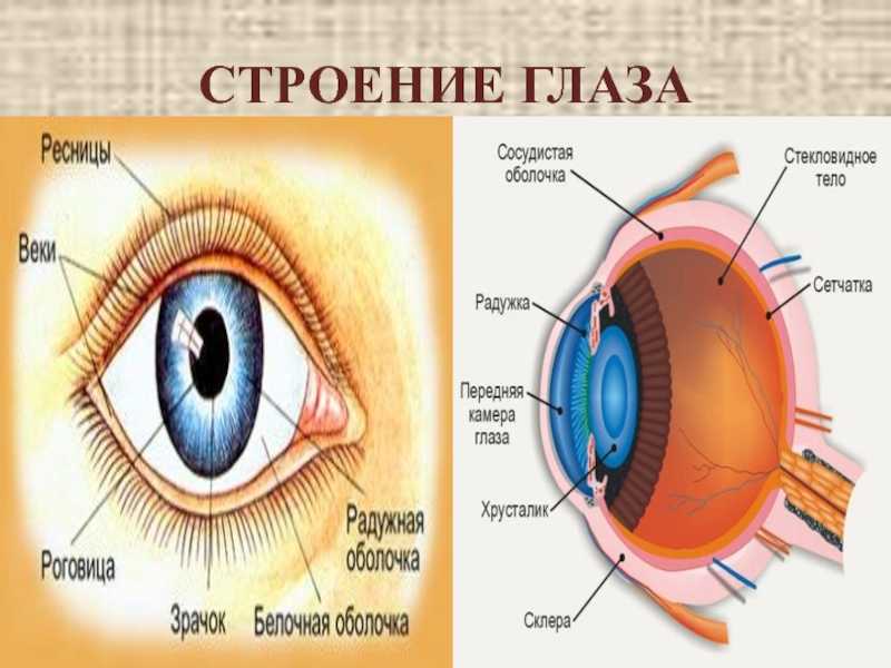 О каких заболеваниях сигнализируют глазные симптомы? «ochkov.net»