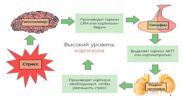 Как снизить кортизол. Кортизол влияние схема. Схема стресса гормонов. Повышение уровня кортизола схема. Кортизол гормон стресса.