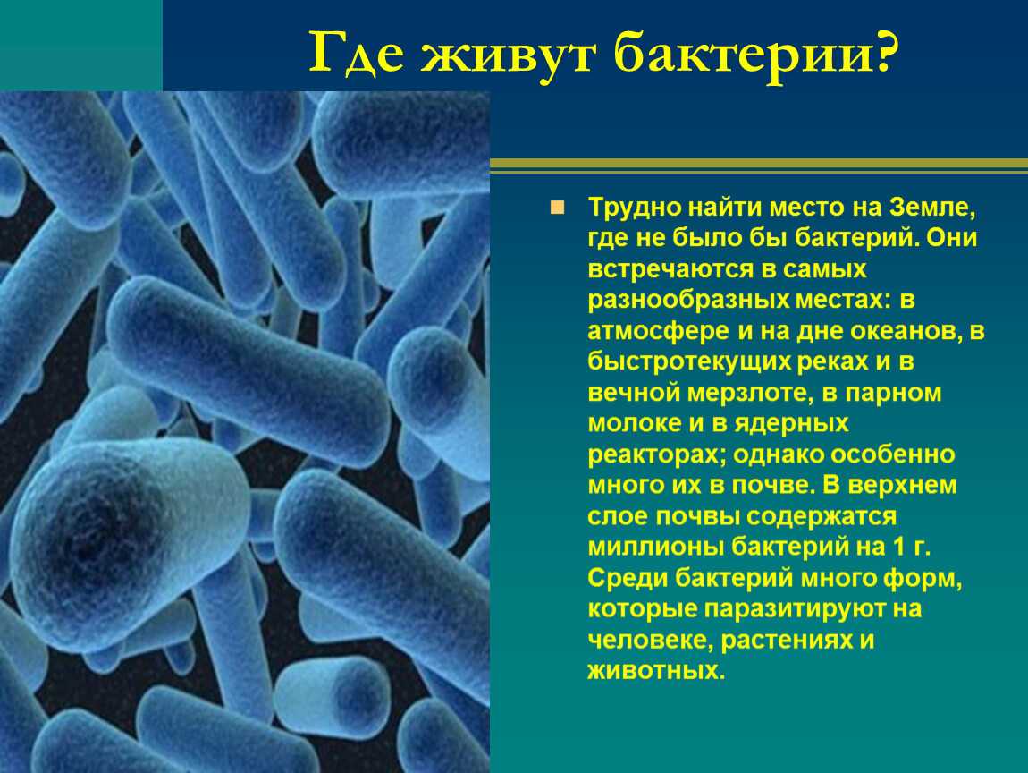Микробиологические исследования | университетская клиника в спб