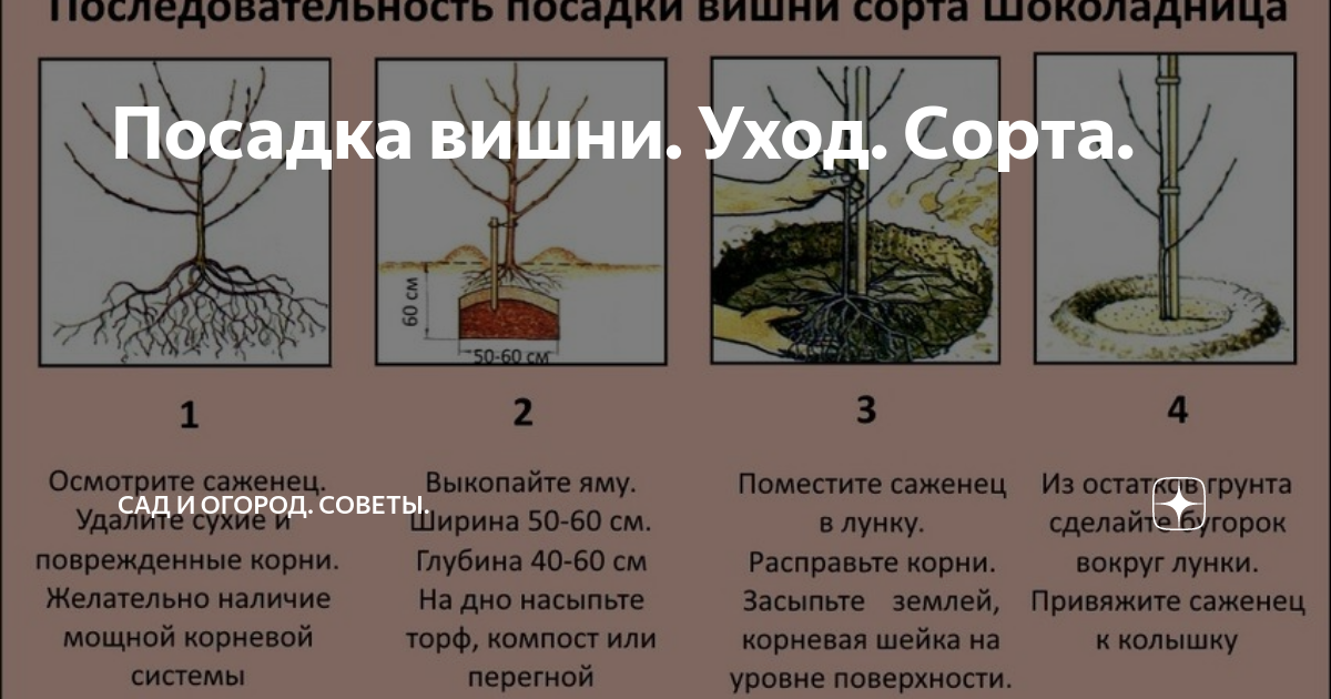 Яблоня: когда распускается, строение ветки, листьев, семени, продолжительность жизни, корневая система, тип плода
