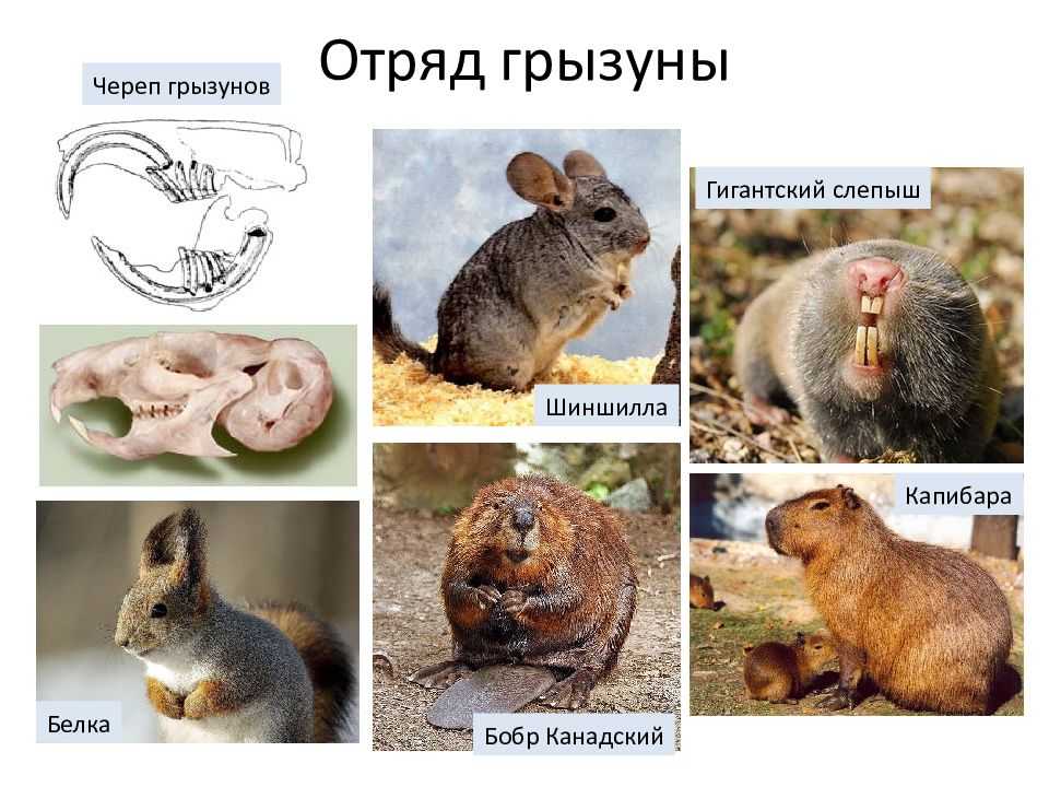Чем питаются грызуны: список животных и их особенности