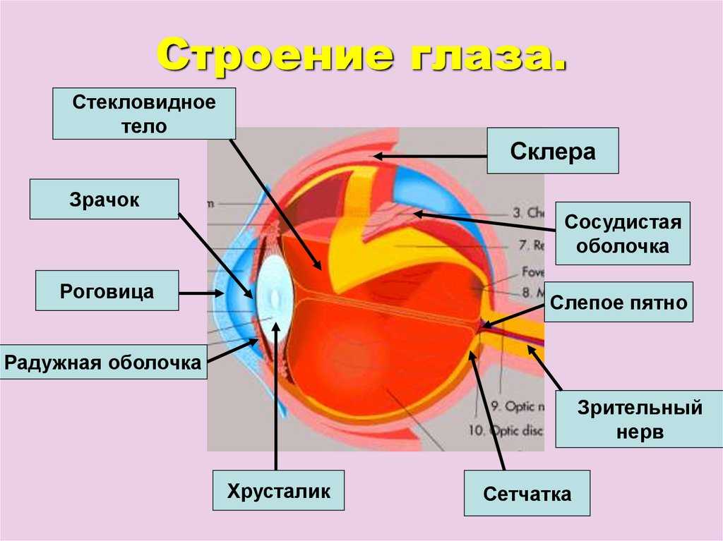 Презентация на тему зрительный анализатор строение и функции глаза