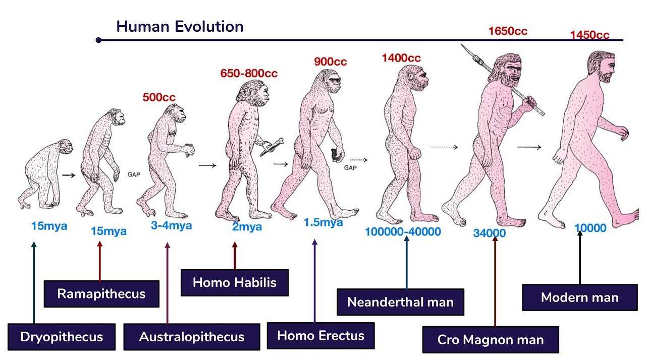 1 человек 5 7 5 6. Эволюция человека. Human Эволюция. Этапы развития человека. Ступени эволюции человека.