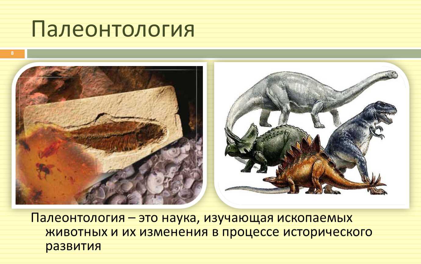 Палеонтология