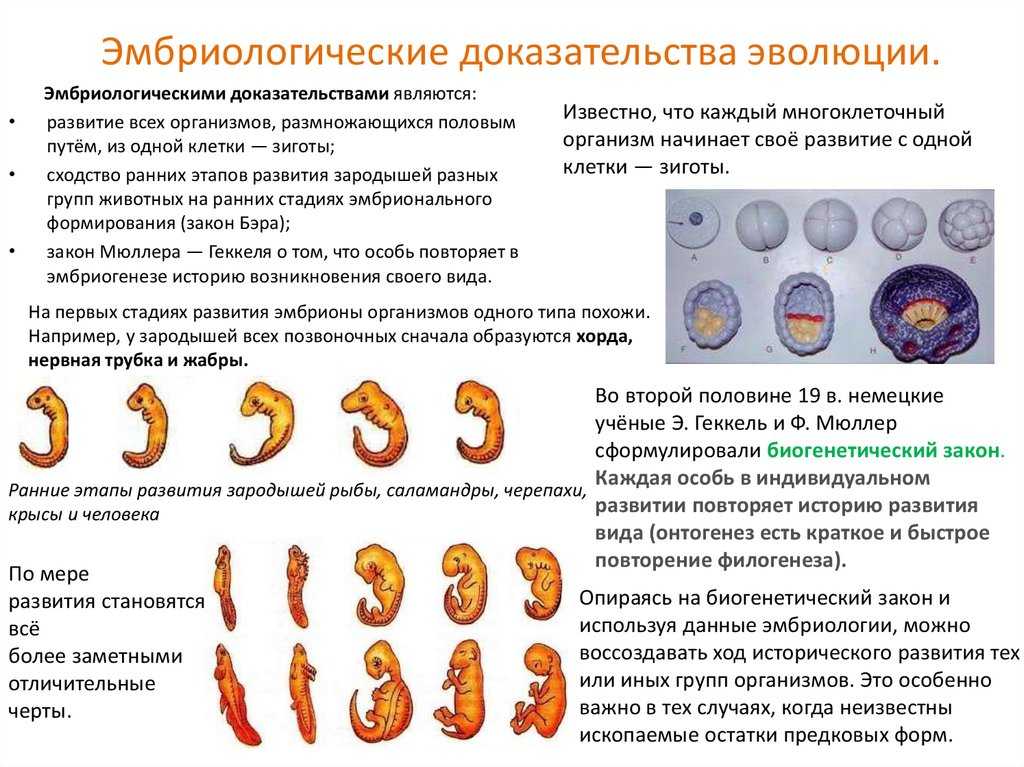 Сравнительная анатомия: история, объект исследования, методология. - наука - 2023