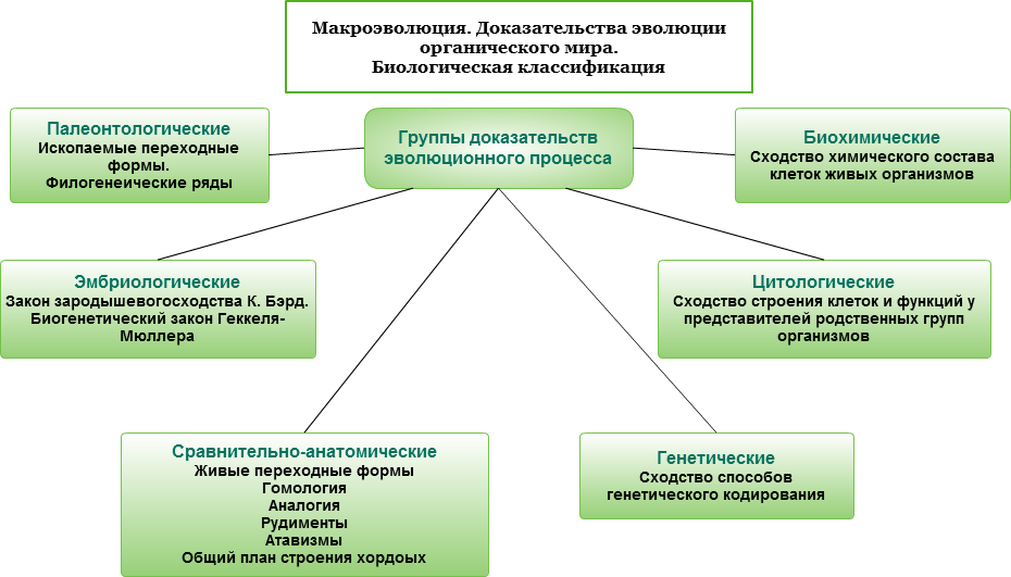 Сравнительная анатомия