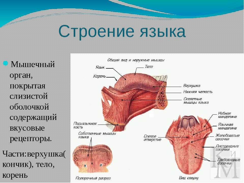 Языки мира. краткий справочник