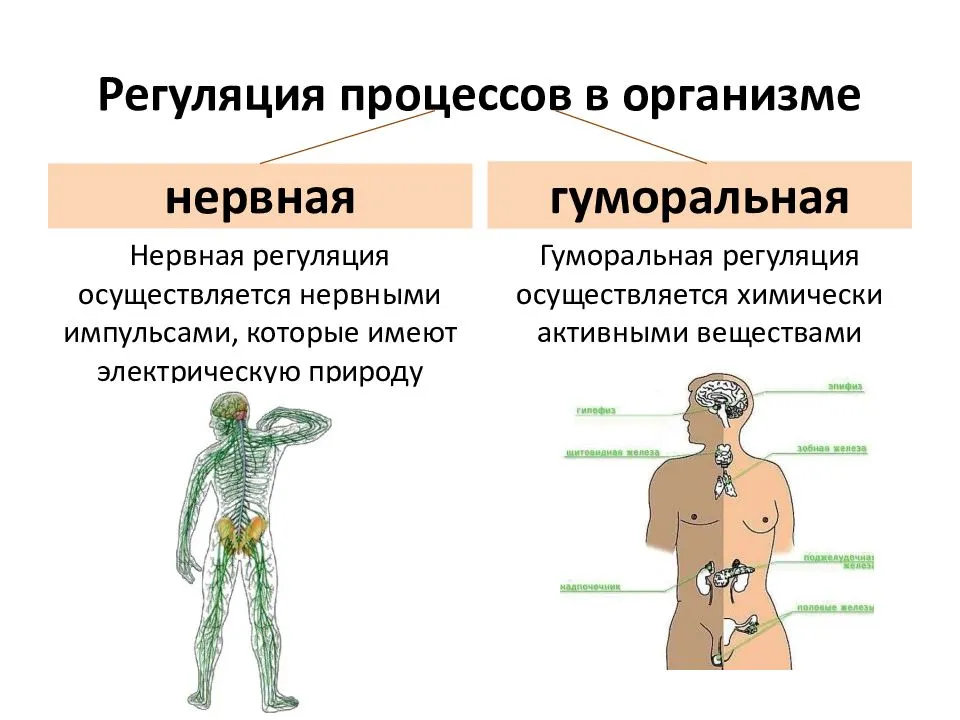 Мышцы нижней конечности