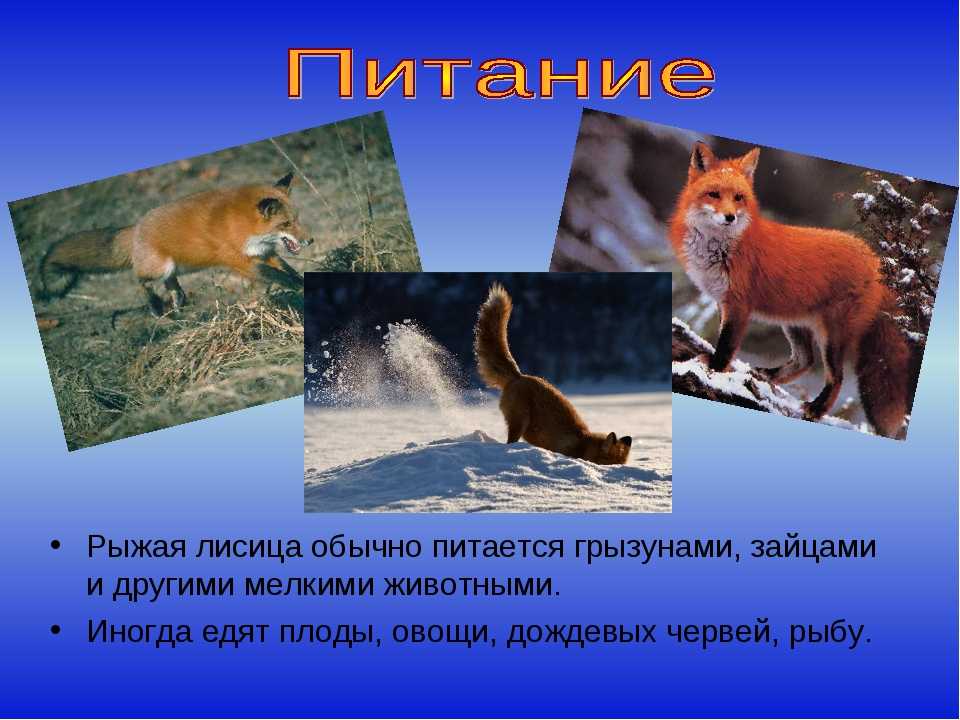 Лиса (лисица) – виды и фото
