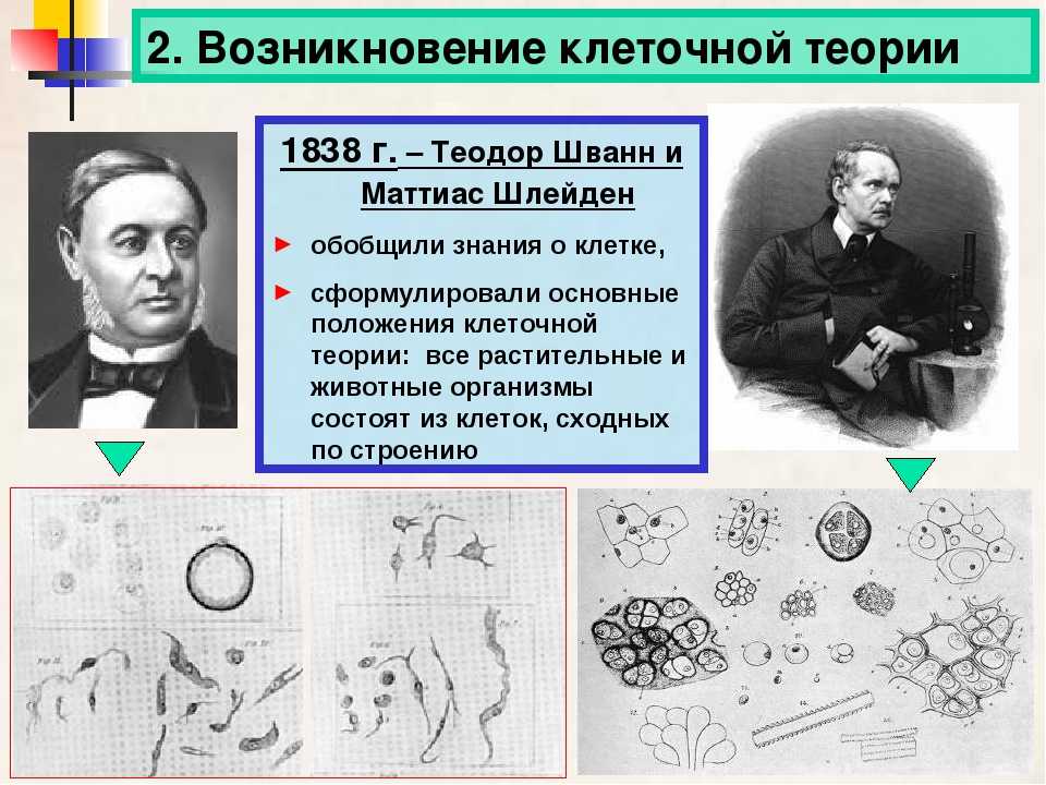 Теодор шванн — фото, биография, личная жизнь, причина смерти, научные достижения - 24сми