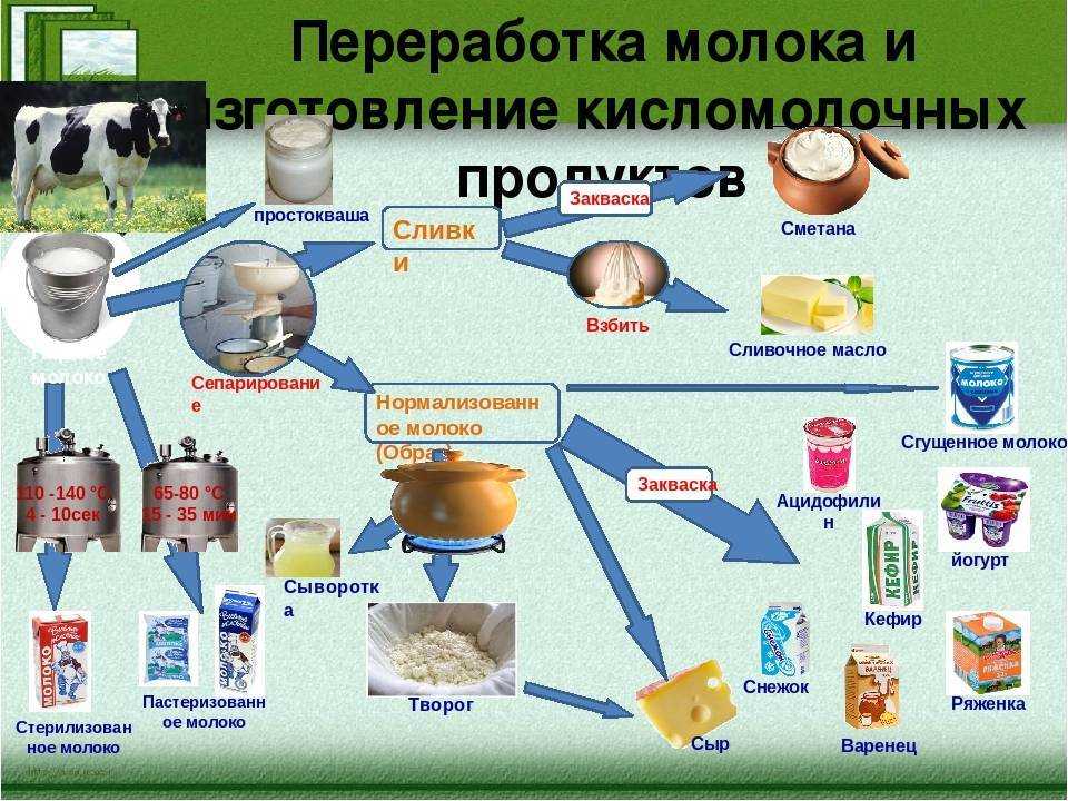 Как можно получить продукты. Схема производства кисломолочной продукции. Продуктов переработки молока. Технология переработки молока. Схема производства молока.