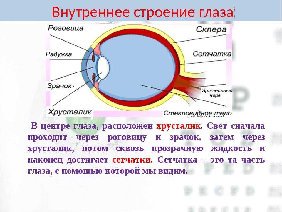 Глаз у человека имеет форму