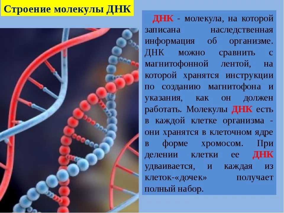 Генетика человека 10 класс биология презентация. Структура ДНК человека. Строение молекулы ДНК. Молекула ДНК. ДНК сообщение.