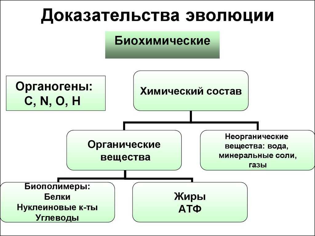 Сравнительная анатомия - comparative anatomy
