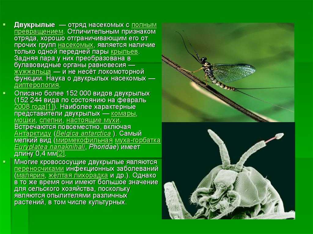Особенности групп насекомые. Отряды насекомых. Класс насекомые отряды. Отряды насекомых сообщение. Отряды насекомых с полным метаморфозом.