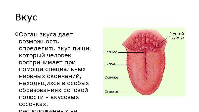 Строение, цвет и фото здорового языка человека: как выглядит нормальный орган, каковы его функции?