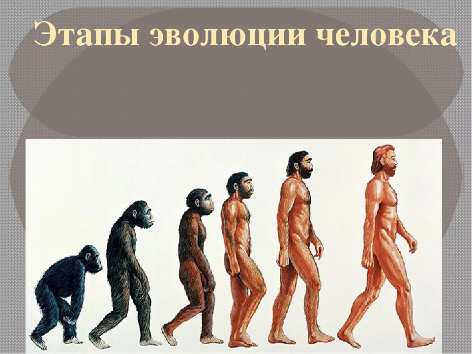 Что такое антропогенез и каковы этапы эволюции человека