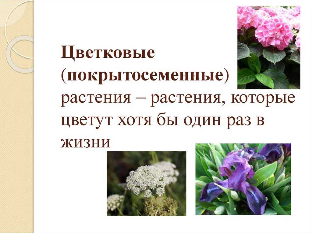 Примеры про растения. Цветковые растения. Покрытосеменные цветковые. Покрытосеменные или цветковые растения. Растения бывают цветковые и.