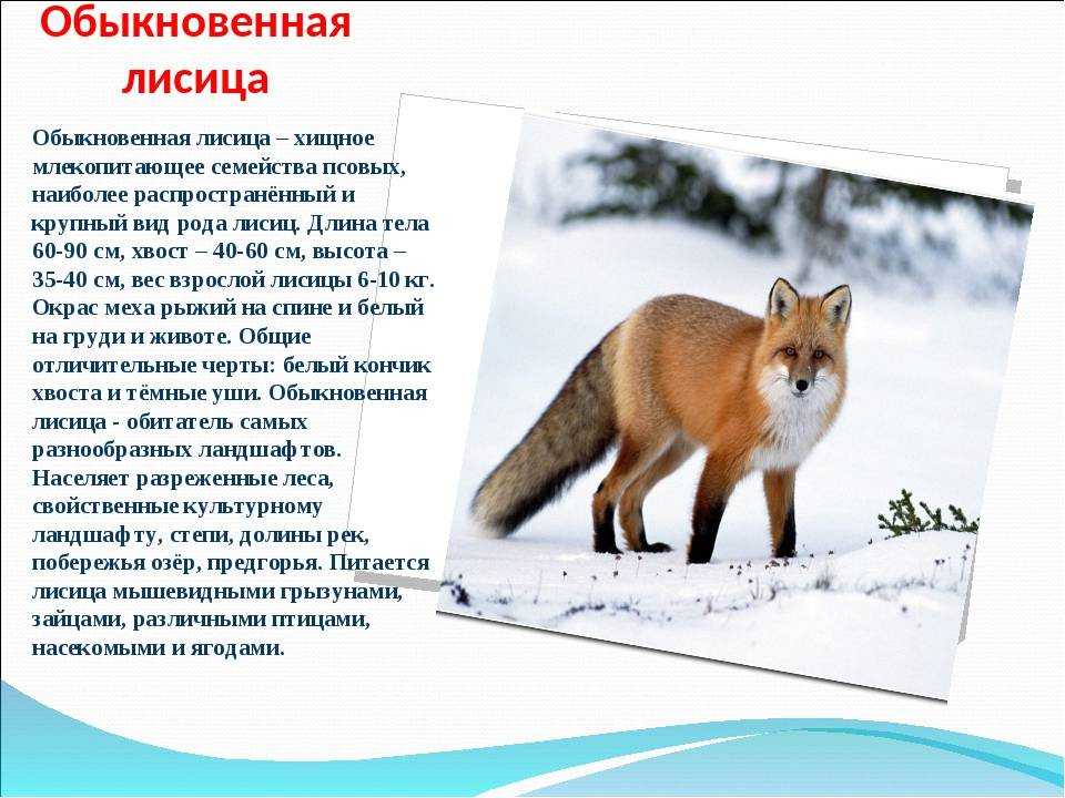 Виды лис. описание, особенности, названия и образ жизни видов лисиц | животный мир