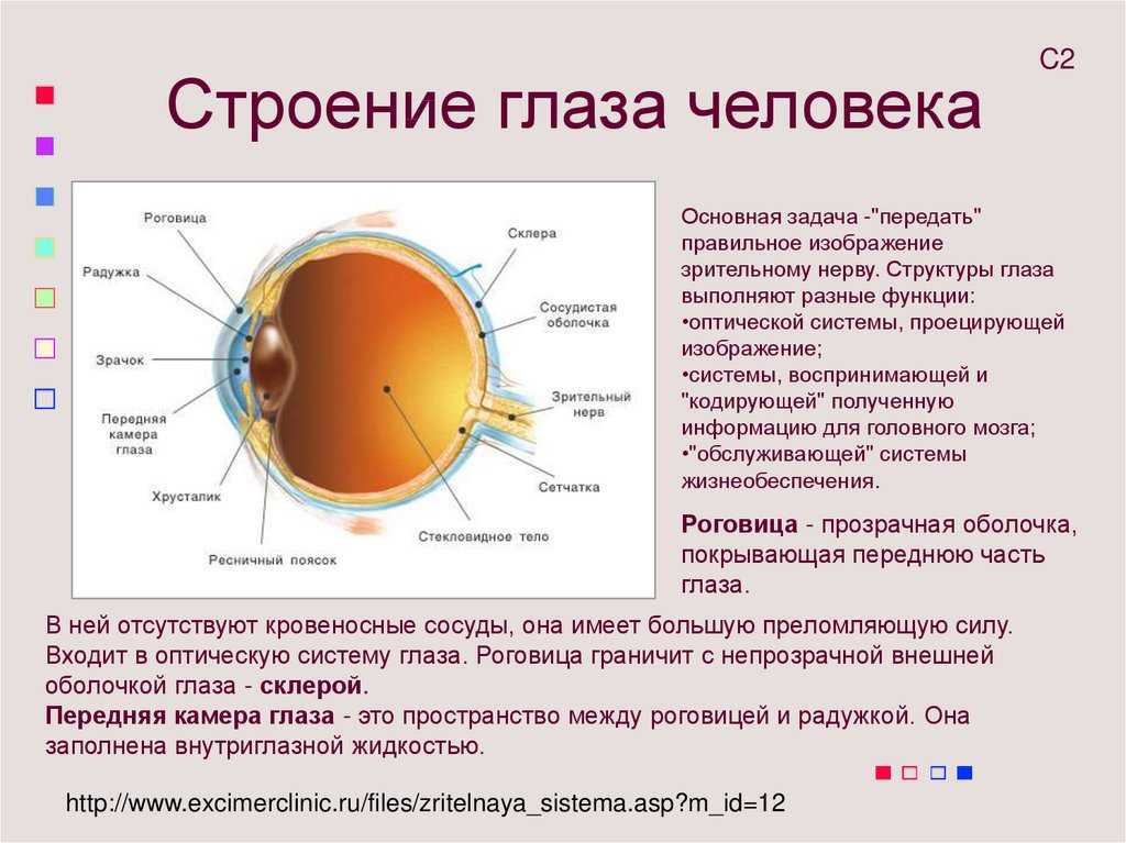 Глаз человека: строение и функции