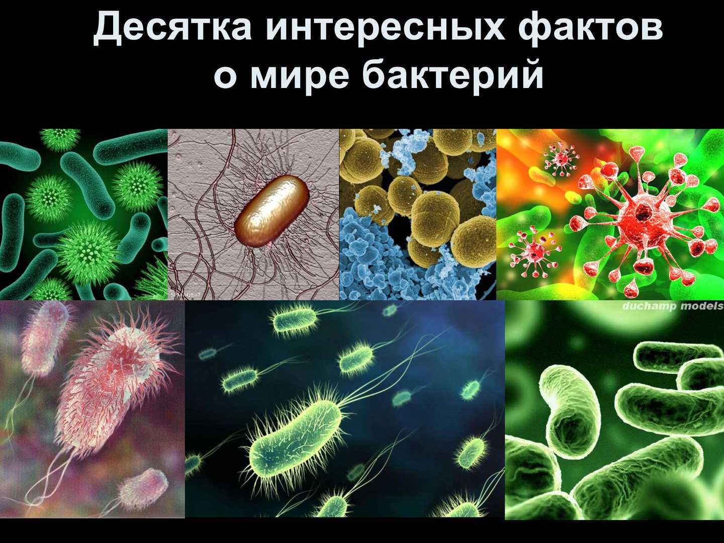 МИКРОБИОЛОГИЯ, раздел биологии, занимающийся изучением микроорганизмов, главным образом вирусов, бактерий, грибов в особенности дрожжей, одноклеточных водорослей и простейших Эта разнородная, искусственно объединенная группа микроскопически малых организм