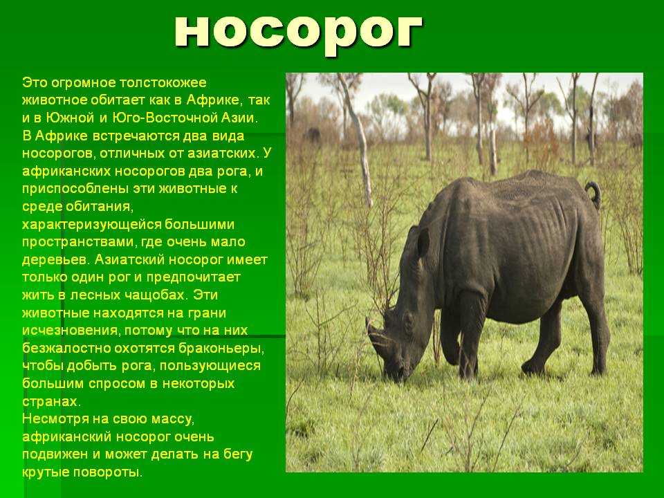 Животные саванны доклад 1 класс окружающий мир. Носорог описание. Где обитает носорог. Сообщение о носороге. Носорог картинка с описанием.