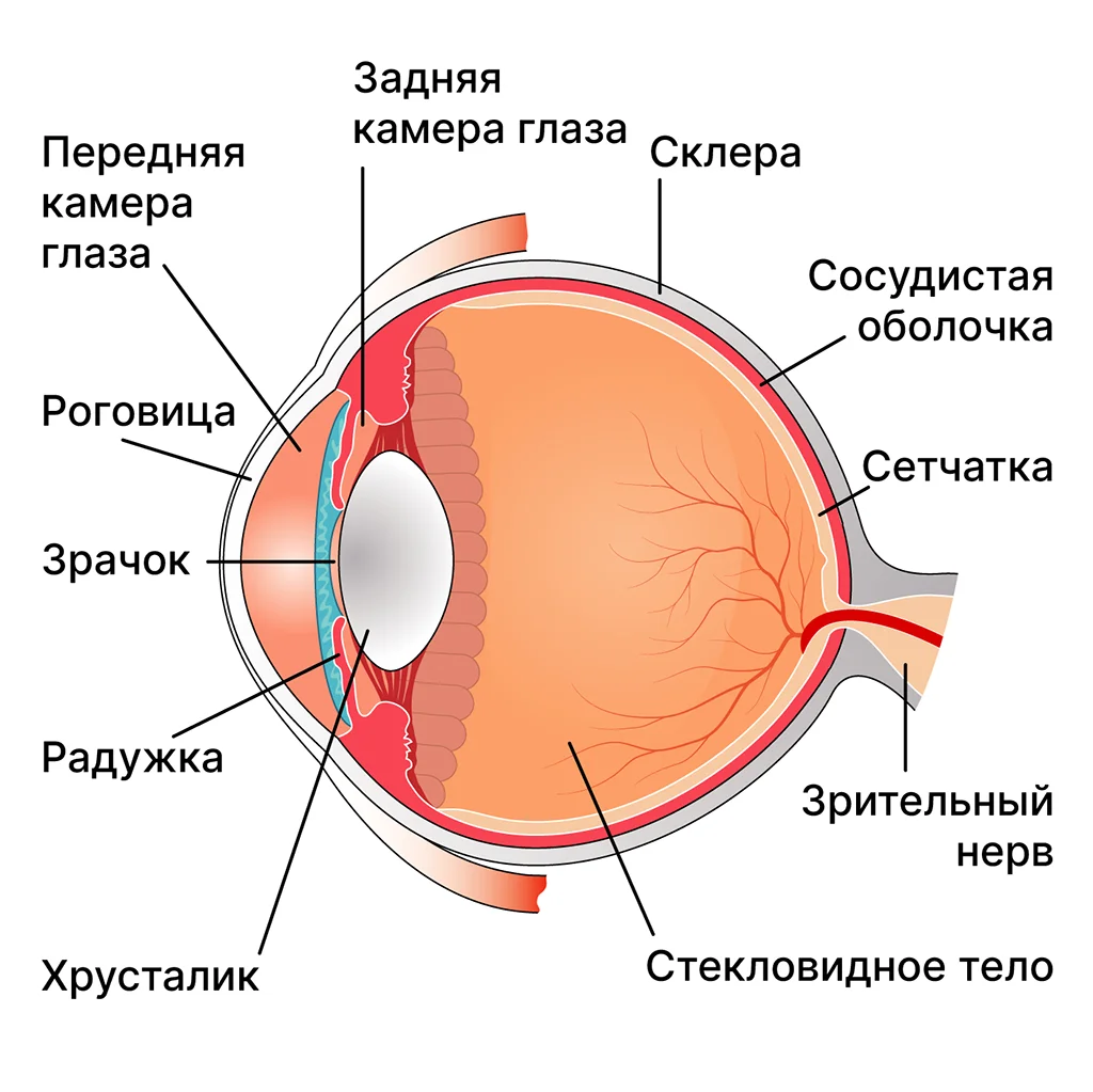 Строение и функции глаза