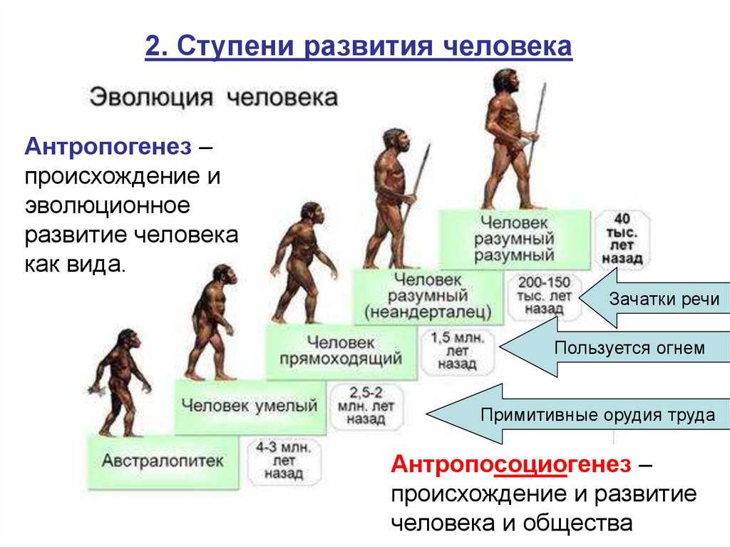 Эволюция — что это такое, теории и доказательства