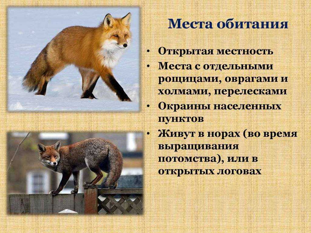 Как отличить лису от лиса: способы - truehunter.ru