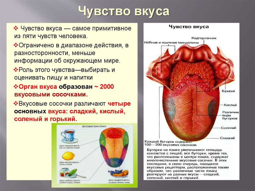 Что такое язык: функции и роль языка в жизни общества