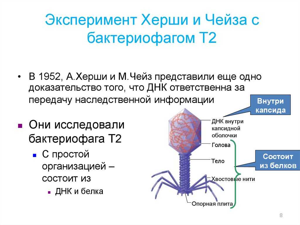 Наследственный аппарат вируса формы жизни бактериофаги. Опыт Херши и Чейз с бактериофагом. Эксперимент Херши Чейз. Эксперимент а.Херши и м.Чейз. Эксперимент Херши и Чейз 1952.