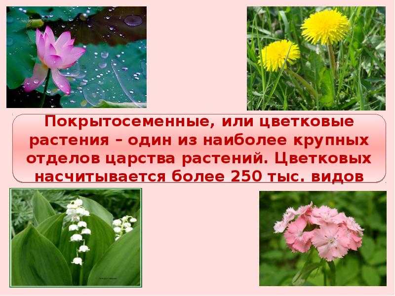Примеры про растения. Покрытосеменные цветковые. Покрытосеменные или цветковые растения. Отдел Покрытосеменные цветковые растения. Покрытосеменные цветковые растения примеры.