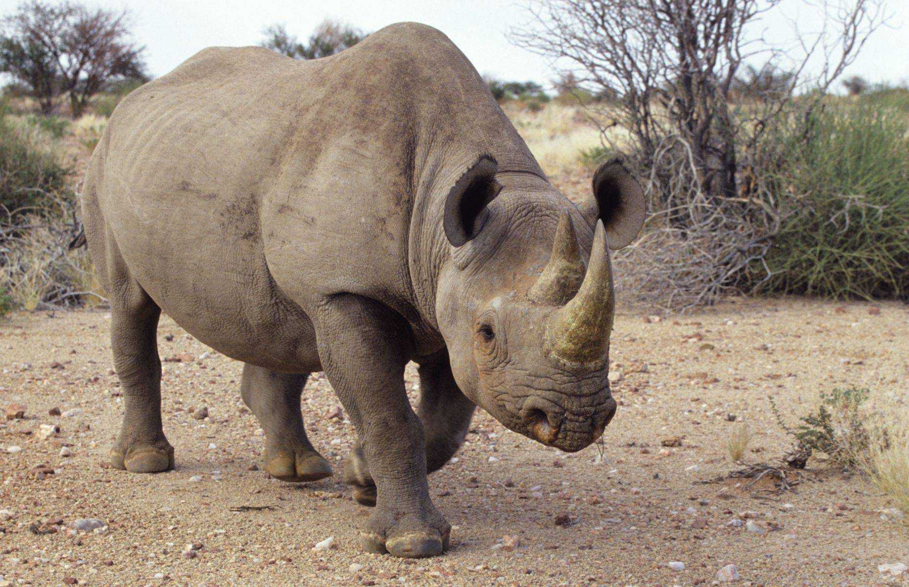 Как называют носорога. Носорог. Самка носорога. Белый носорог. Интересное про носорога.