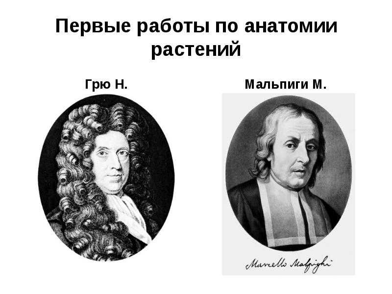 Грю, неемия