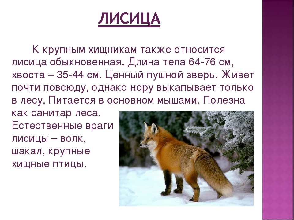 Виды лис. описание, особенности, названия и образ жизни видов лисиц