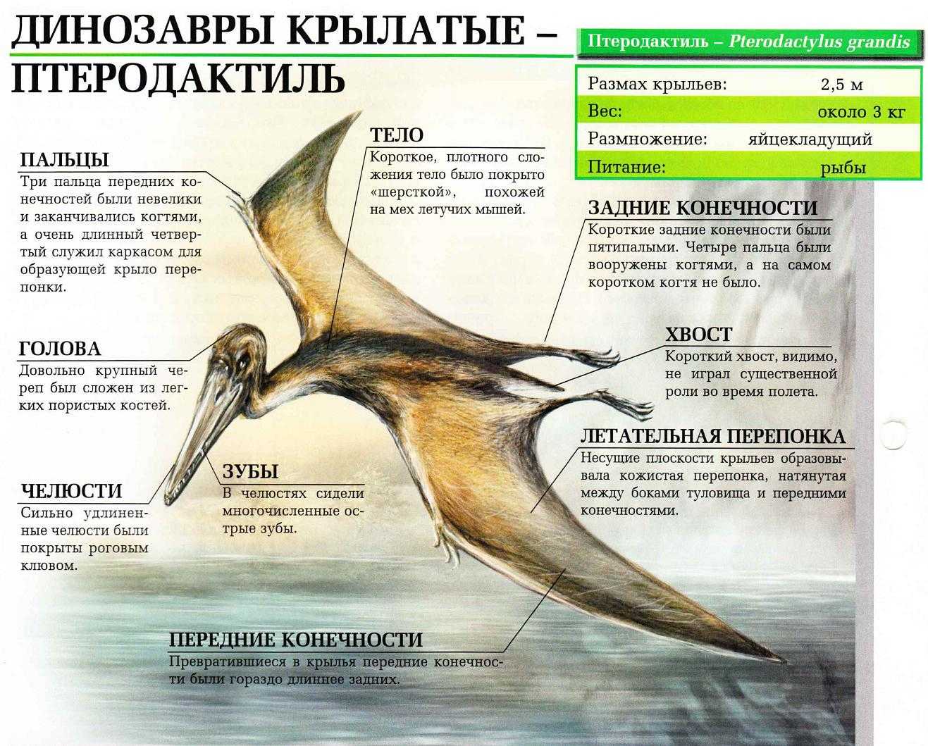 Проект про птеродактиля