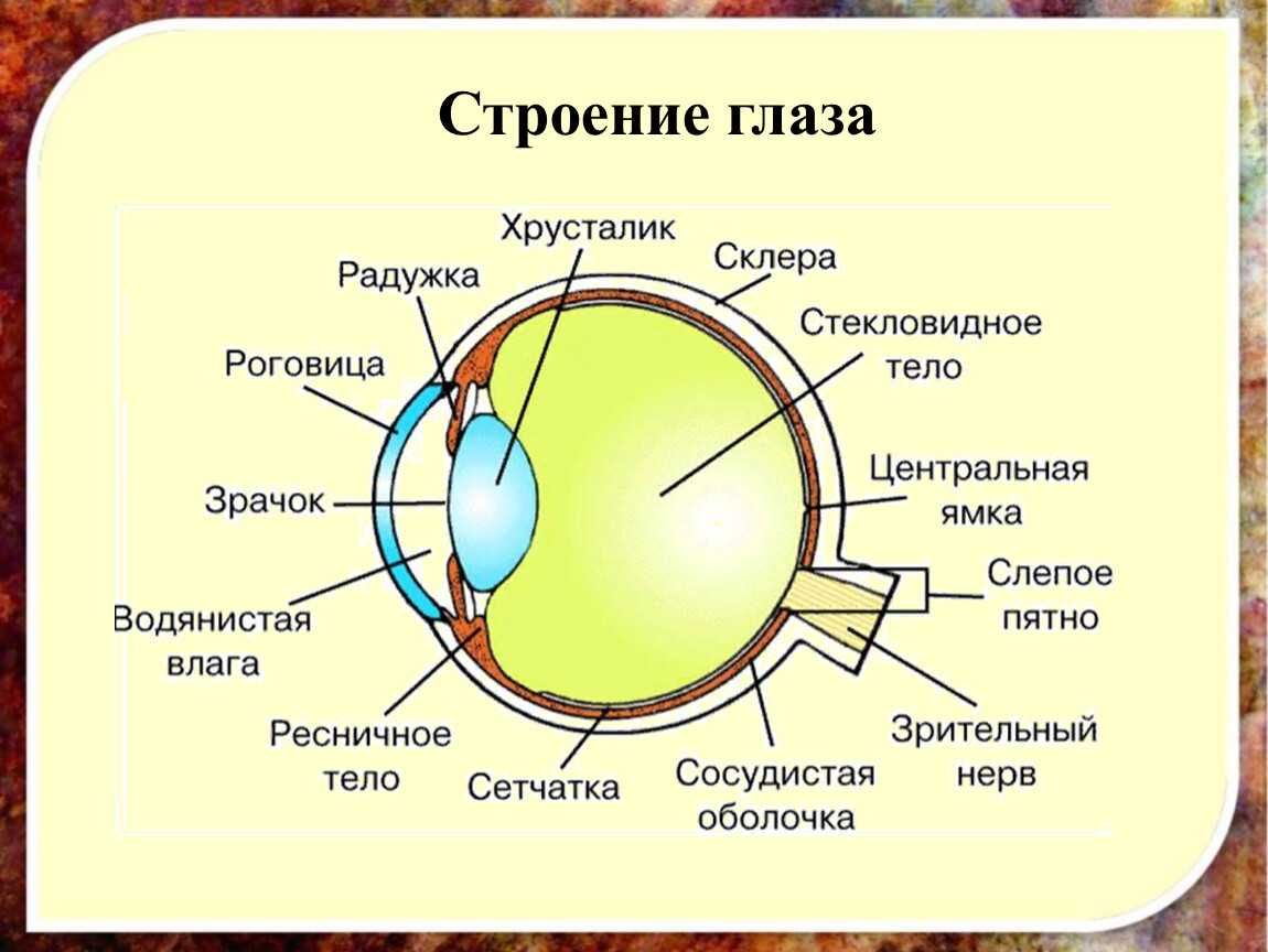 Глаз.тв скачать бесплатно для виндовс 10, 8, 7