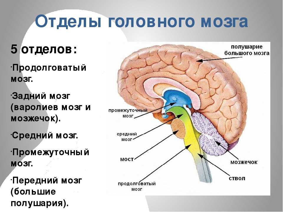 Передний мозг центр регуляции. Отделы мозга продолговатый промежуточный. Головной мозг строение мозжечок мост. Передний, продолговатый, средний и промежуточный отделы мозга. Функции 5 отделов головного мозга человека.