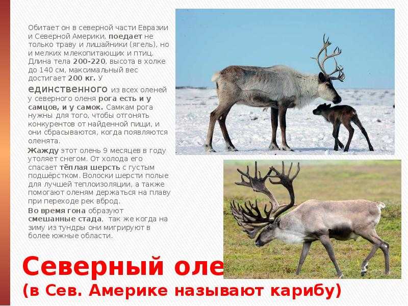 Олень - виды и описание, фото и названия | список пород оленей